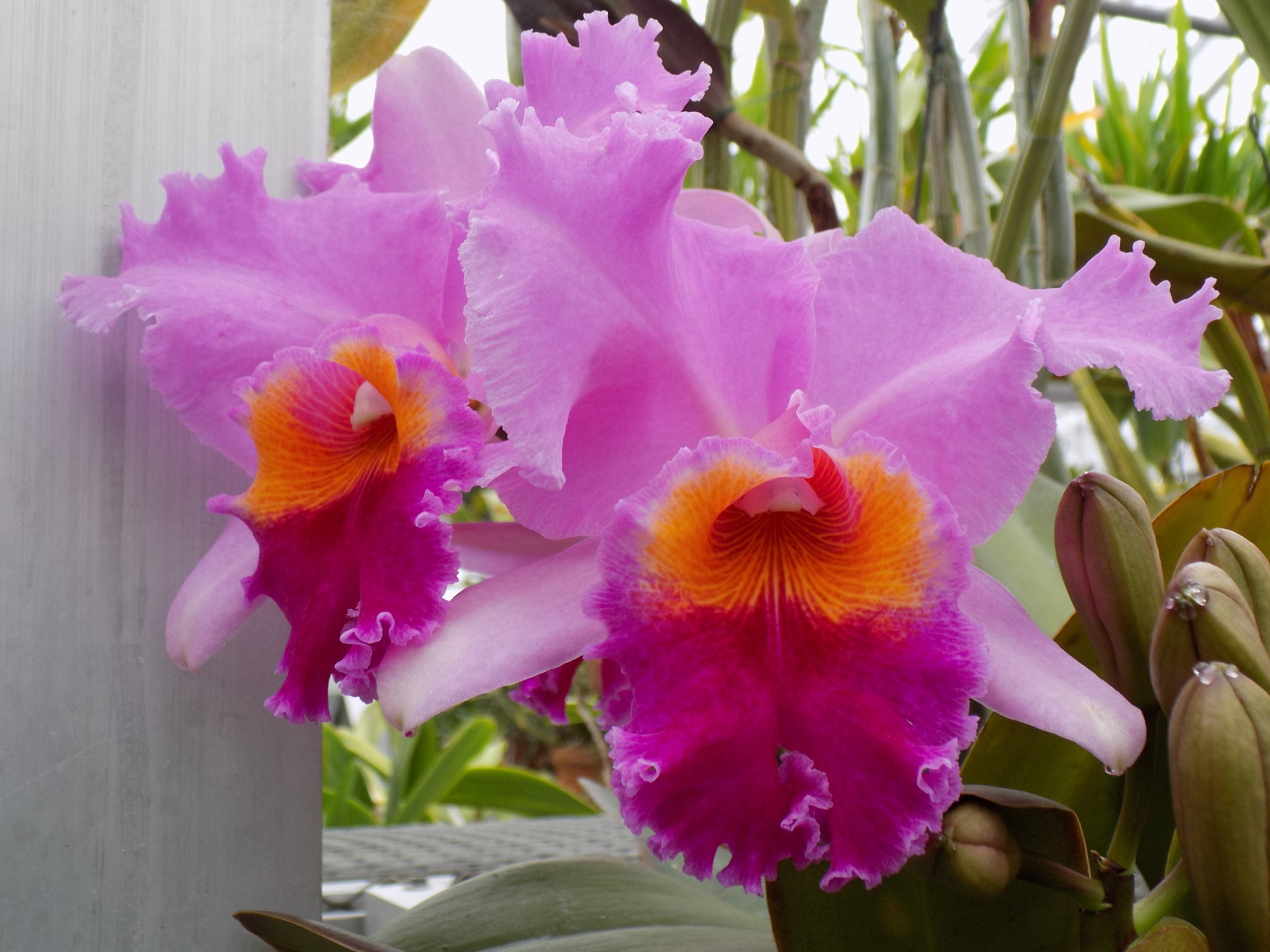 Cattleya Summit View 'Primero' 3